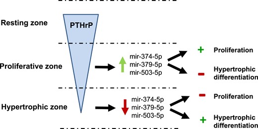 Proposed model for miRNA regulation of growth plate chondrocyte proliferation and hypertrophy. PTHrP is expressed in the RZ, establishing a concentration gradient with higher concentrations of PTHrP in the PZ than in the HZ (4, 5). In the PZ, higher concentrations of PTHrP upregulate mir-374-5p, mir-379-5p, and mir-503-5p, which promote proliferation and inhibit hypertrophic differentiation. In the HZ, the lower concentrations of PTHrP cause downregulation of these miRNAs, which inhibits proliferation and promotes hypertrophic differentiation. Black arrows indicate causation (+, stimulation; −, inhibition). Red and green arrows represent upregulation and downregulation, respectively.