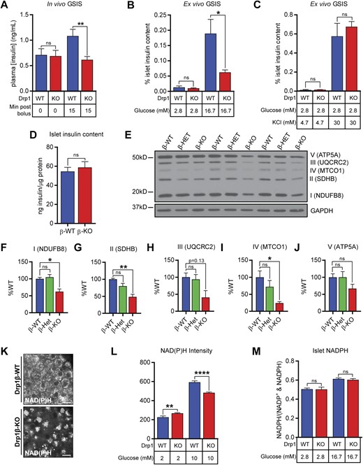 Drp1β-KO mice have impaired GSIS and mitochondrial abnormalities. (A) Plasma insulin measurements in 10-week-old, male Drp1β-WT and -KO mice (n = 17 to 18 per genotype). Two-way ANOVA with repeated measures data are as follows: interaction F(1, 33) = 25.14, P < 0.0001; time F(1, 33) = 11.31, P = 0.0020; genotype F(1, 33) = 2.697, P = 0.1100. (B) Ex vivo GSIS of male, 8- to 17-week-old, Drp1β-WT and -KO islets in response to 2.8 mM and 16.7 mM glucose (n = 10 per genotype). Two-way ANOVA with repeated measures data are as follows: interaction F(1, 18) = 8.214, P = 0.0103; treatment F(1, 18) = 27.89, P < 0.0001; genotype F(1, 18) = 6.429, P = 0.0207. (C) Ex vivo GSIS of male, 8- to 12-week-old, Drp1β-WT and -KO islets in response to 2.8 mM glucose and 30 mM KCl (n = 4 to 5 per genotype). Two-way ANOVA with repeated measures data are as follows: interaction F(1, 7) = 0.5459, P = 0.4840; treatment F(1, 7) = 83.24, P < 0.0001; genotype F(1, 7) = 0.5852, P = 0.4693. (D) Insulin content from 7- to 12-week-old male islets (n = 9 to 10 per genotype); unpaired t test P = 0.5877. (E) Western blots of selected ETC complex proteins and GAPDH in 17- to 18-week-old male islets, quantified and normalized to GAPDH and average of WT bands in (F–J). (F) NDUFB8: One-way ANOVA data are F(2, 6) = 11.26, P = 0.0093. (G) SDHB: One-way ANOVA data are F(2, 6) = 15.93, P = 0.0040. (H) UQCRC2: One-way ANOVA data are F(2, 6) = 4.252, P = 0.0708. (I) MTCO1: One-way ANOVA data are F(2, 6) = 6.322, P = 0.0333. (J) ATP5A: One-way ANOVA data are F(2, 6) = 2.045, P = 0.2103. (K) Two-photon NAD(P)H images from Drp1β-WT and -KO islets. (L) Quantified NAD(P)H intensity in 6- to 7-week-old male islets (n = 48 to 54 islets from five mice of each genotype). Two-way ANOVA data are as follows: interaction F(1, 143) = 57.27, P < 0.0001; treatment F(1, 143) = 842.1, P < 0.0001; genotype F(1, 143) = 11.71, P = 0.0008. (M) Islet NADPH levels in dispersed 12- to 22-week-old, male, Drp1β-WT and -KO islets 15 minutes after exposure to 2.8 mM or 16.7 mM glucose (n = 9 replicates from three mice of each genotype). Two-way ANOVA data are as follows: interaction F(1, 16) = 0.1408, P = 0.7125; treatment F(1, 16) = 111.6, P < 0.0001; genotype F(1, 16) = 0.081, P = 0.7796. For all panels, post hoc significance levels are represented as follows: *P ≤ 0.05; **P ≤0.01; ****P ≤ 0.0001. KO, knockout; ns, not significant.