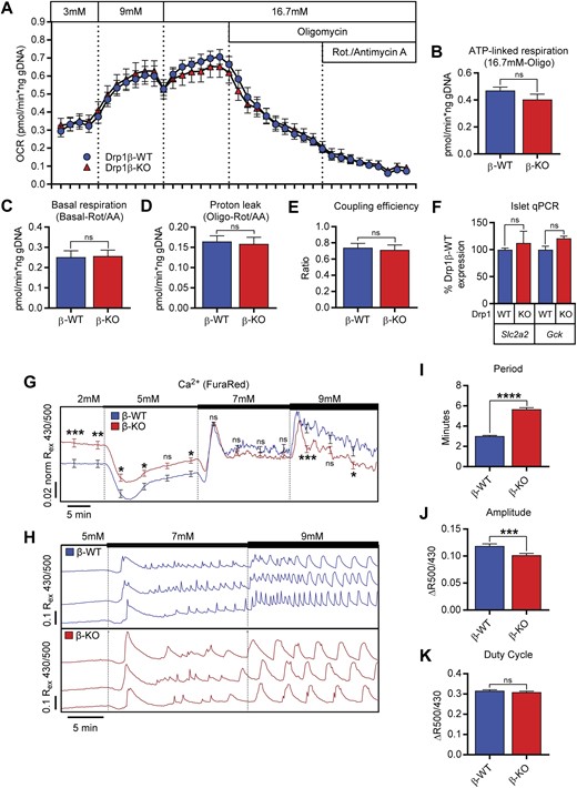 β-cell Drp1 deletion does not affect islet oxygen consumption or the glucose threshold for Ca2+ entry. (A) OCRs in islets from 8- to 11-week-old male Drp1β-WT (blue circles) and -KO (red triangles) mice (n = 12 to 18 from four mice of each genotype). Two-way ANOVA with repeated measures data are as follows: interaction F(37, 1036) = 0.8141, P = 0.7785; time F(37, 1036) = 163.9, P < 0.0001; genotype F(1, 28) = 0.0002147, P = 0.9884. (B–E) Respiration parameters calculated from OCRs in (A). (B) ATP-linked respiration unpaired t test, P = 0.2223. (C) Basal respiration unpaired t test, P = 0.8950. (D) Proton leak unpaired t test, P = 0.7929. (E) Coupling efficiency unpaired t test, P = 0.2015. (F) Quantitative PCR measurement of islet Glut2 (Slc2a2) and Gck expression in 11- to 16-week-old Drp1β-WT and -KO islets (n = 3 to 4 mice of each genotype). Unpaired t tests: Slc2a2, P > 0.99; Gck, P = 0.1042. (G) Average cytosolic Ca2+ in male 11- to 17-week-old islets in response to escalating glucose concentrations, normalized to 5 mM KCN treatment (n = 115 to 131 islets from six mice of each genotype). Two-way ANOVA data are as follows: interaction F(13, 3416) = 8.437, P < 0.0001; time F(13, 3416) = 43.9, P < 0.0001; genotype F(1, 3416) = 0.7382, P = 0.3903. *Results of Holm-Sidak corrected unpaired t tests. (H) Example islet Ca2+ oscillations in 5, 7, and 9 mM glucose. (I) Period calculations from islet Ca2+ traces in 9 mM glucose (n = 152 to 154 islets from six mice of each genotype). Unpaired t test P < 0.0001. (J) Amplitude calculation from islet Ca2+ traces in 9 mM glucose (n = 152 to 154 islets from six mice of each genotype). Unpaired t test P = 0.0005. (K) Duty cycle calculation from islet Ca2+ traces in 9 mM glucose. Unpaired t test P = 0.2533 (n = 152 to 154 islets from six mice of each genotype). *P ≤ 0.05; **P ≤0.01; ***P ≤ 0.001; ****P ≤ 0.0001. KO, knockout; ns, not significant; qPCR, quantitative PCR; Rot, rotenone.