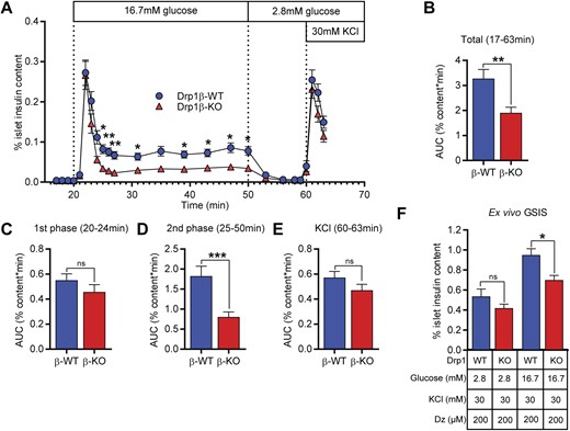 Loss of β-cell Drp1 impairs second-phase insulin secretion and the metabolic amplifying pathway. (A) Dynamic insulin secretion in female 7- to 12-week-old Drp1β-WT and -KO islets (n = 16 from eight mice of each genotype). Two-way ANOVA with repeated measures data are as follows: interaction F(24, 720) = 2.151, P = 0.0012; time F(24, 720) = 107.8, P < 0.0001; genotype F(1, 30) = 6.709, P = 0.0147. (B–E) AUC analyses of (A). (B) Total AUC unpaired t test P = 0.0035. (C) First-phase AUC, representing secretion from minutes 20 to 24. Unpaired t test P = 0.2380. (D) Second-phase AUC, representing minutes 25 to 50. Unpaired t test P = 0.0009. (E) KCl AUC, representing secretion minutes 60 to 63. Unpaired t test P = 0.1461. (F) In vitro GSIS of male 7- to 9-week-old Drp1β-WT and -KO islets in response to 2.8 mM or 16.7 mM glucose in the presence of 200 mM Dz and 30 mM KCl (n = 6 of each genotype). Two-way ANOVA with repeated measures data are as follows: interaction F(1, 10) = 1.736, P = 0.2170; treatment F(1, 10) = 47.81, P < 0.0001; genotype F(1, 10) = 8.537, P = 0.0153. *P ≤ 0.05; **P ≤0.01; ***P ≤ 0.001. Dz, diazoxide; KO, knockout.