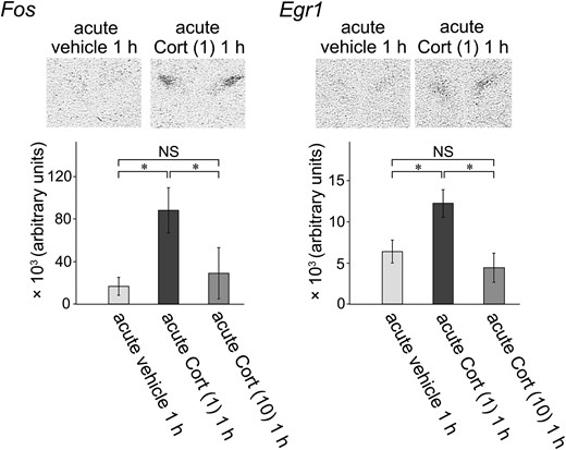 Results of in situ hybridization to validate the changes in IEG mRNAs after acute Cort injection and to localize mRNA expression in the PVH. The effects of acute Cort injection on Fos and Egr1 mRNA expression were examined by semiquantitative in situ hybridization. (Upper panels) Autoradiograms show either Fos or Egr1 mRNA could hardly be observed in the PVH in the acute vehicle 1 h group. However, Fos and Egr1 mRNA levels became increased marked and observed clearly in the acute Cort (1) 1 h group. Fos and Egr1 mRNA were localized clearly in the PVH. (Lower panels) Densitometry analysis. By quantification of the autoradiograms, Fos and Egr1 mRNA expression levels were significantly greater in the acute Cort (1) 1 h group than those in the acute vehicle 1 h group. In contrast, in the acute Cort (10) 1 h group, neither Fos nor Egr1 mRNA levels were affected significantly compared with those in the acute vehicle 1 h group. *P < 0.05. NS, not significant.