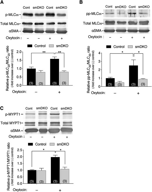 Diminished oxytocin-induced phosphorylation of MLC20 and MYPT1 in USM of C2α and C2β DKO mice. (A–C) The USM strips isometrically contracted in response to oxytocin (200 nM) stimulation were snap frozen and analyzed for phosphorylation of MLC20 at Ser19 (p-MLC20) (A) and at Thr18/Ser19 (pp-MLC20) (B), as well as MYPT1 (p-MYPT1) at Thr853 (C). The USM strips were frozen at 3, 10, and 10 min, respectively, after oxytocin addition for the determinations of p-MLC20, pp-MLC20, and p-MYPT1. In (A)–(C), the numbers in the columns denote the numbers of analyzed samples. The data are expressed as means ± SEM. *P < 0.05; **P < 0.01.