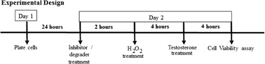 实验设计。将N27细胞置于96个细胞培养板中，并在37°C和5%CO2中培养24小时。对所有抑制剂和AR降解剂进行两小时预处理。在80%的汇合处，细胞暴露于OS或H2O2中4小时，然后进行睾酮治疗。