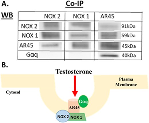 AR45、NOX1和NOX2的免疫共沉淀以确定蛋白质复合物。使用特定抗体沉淀NOX1、NOX2和AR45蛋白质，然后用相应的NOX1，NOX2，和AR45抗体进行探测，以确定蛋白质-蛋白质相互作用。NOX1、NOX2和AR45相互作用形成蛋白质复合物。（A） Gαq与AR45耦合，但不与NOX1或NOX2相互作用。（B） 睾酮可以与mAR、AR45结合，并通过其与脂筏中NOX1、NOX2和Gαq的蛋白质相互作用激活多种信号通路。图中显示了Caveolin（紫色）、flotillin（蓝色）和磷脂（橙色）。Co-IP，共免疫沉淀；WB、Western blot。