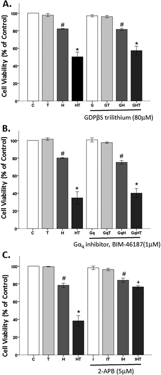 G蛋白和InsP3R受体在睾酮诱导的神经退行性变中的作用。（A和B）GDPβS三锂（一种GDP类似物）和BIM-46187（一种Gαq抑制剂）在OS环境中不能保护细胞免受睾酮的有害影响。（C） InsP3R抑制剂2-APB能够阻止睾酮在OS环境中的破坏作用。结果以平均值±SEM报告。结果通过ANOVA确定，然后进行Fisher最小显著差异事后检验*与所有组相比P≤0.05#与对照组相比，P≤0.05+与HT组相比，P≤0.05。C、 车辆控制；G、 GDPβS三锂；Gq，BIM-46187；H、 过氧化氢；HT，后处理T；一、 2-APB；T、 100 nM睾酮。