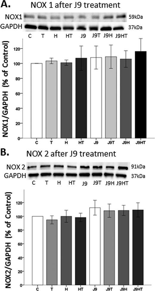 AR降解对NOX1和NOX2蛋白表达的影响。（A和B）使用ASC J9降解AR45不会影响NOX1或NOX2的表达。数据表示为（a）NOX1和（B）NOX2蛋白带密度与GAPDH的归一化比率，并表示为平均值±SD。结果通过方差分析确定，然后进行Fisher最小显著差异事后检验。C、 车辆控制；H、 过氧化氢；HT，后处理T；J9，ASC J9；T、 100 nM睾酮。