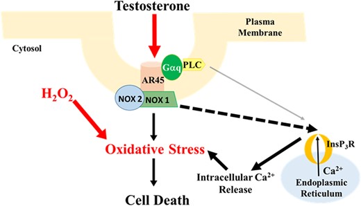 工作模式。膜AR（即AR45）位于质膜内的脂筏中，与NOX1、NOX2和Gαq形成复合物。睾酮可以结合并激活AR45，从而刺激NOX1和NOX2，从而产生OS。或者，AR45–NOX复合物可以上调InsP3R活性，增加细胞内钙释放，导致OS增加。该通路的失调可导致神经毒性，例如在PD期间。AR45–Gαq通路与OS环境中睾酮诱导的细胞丢失无关。PLC，磷脂酶C。