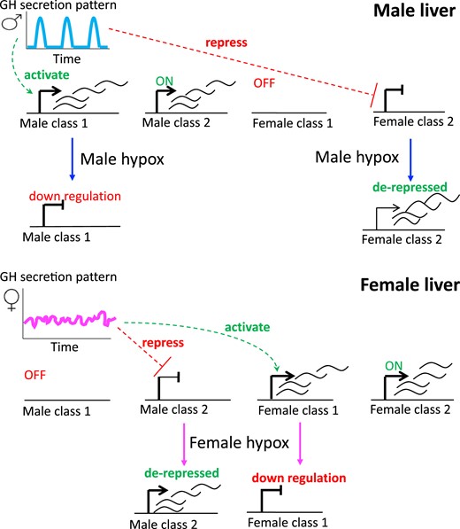 Four hypox-response classes. Male liver is stimulated by GH in a pulsatile manner, every 3 to 4 hours (blue), reflecting the pulsatility of pituitary GH secretion and circulating GH levels, whereas GH stimulation is more persistent in female liver, owing to a more continuous plasma GH pattern (pink). Male-specific and female-specific genes in hypox class 1 are activated by the plasma GH pattern of the sex in which they are more highly expressed. In contrast, male-specific and female-specific hypox class 2 genes are repressed by the plasma GH pattern of the sex in which they are less highly expressed. Consequently, after hypox, class 1 sex-specific genes are downregulated and class 2 genes of the opposite sex specificity are derepressed (i.e., upregulated). Male class 2 genes are constitutively on, and female class 1 genes are constitutively off in male liver, and correspondingly for female class 2 and male class 1 genes in female liver, as indicated.