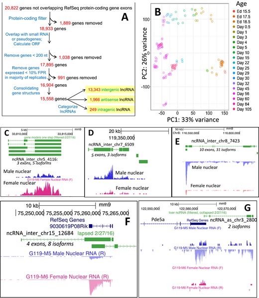 Mouse liver–expressed lncRNAs. (A) Pipeline used for discovery of 15,558 liver-expressed lncRNAs, based on Melia et al. (22), except only gene structures whose exons overlap protein-coding gene exons transcribed in the same direction were removed. Of the 15,558 lncRNAs, 13,343 did not overlap any protein-coding gene and, therefore, were designated intergenic; 1,966 lncRNAs were designated antisense on the basis of their overlap with the antisense strand of a protein-coding gene; and 249 lncRNAs were designated intragenic (i.e., they were transcribed in the same direction as an overlapping protein-coding gene, but without any exonic region overlap). Data characterizing the 15,558 liver-expressed lncRNAs are presented in Supplemental Table 2A (44). (B) Principal component analysis of 186 RNA-seq samples used to discover liver-expressed lncRNAs. The first principal component separates the livers by the age of the mice from young to old (right to left; ages are indicated on the right). (C–G) Examples of sex-specific lncRNAs discovered in this study. Gene structures of lncRNAs are shown in green. Shown are wig files based on sequencing reads for male and female nuclear RNA-seq samples. (C) Intergenic lncRNA showing strong female-biased gene expression. (D, E) Intergenic lncRNAs showing strong male-biased gene expression. Additional details about these two lncRNAs are shown in Table 2 and Supplemental Fig. 2 (44). (F) Female-specific lncRNA, ncRNA_inter_chr15_12684, that is transcribed on the reverse strand and overlaps ncRNA_inter_chr15_12685, which is transcribed on the forward strand. Corresponds to RefSeq noncoding gene 9030619P08Rik. (G) Male-specific, antisense lncRNA, ncRNA_as_chr3_2800, that is transcribed on the reverse strand and overlaps Pde5a, which is transcribed on the forward strand. chr, chromosome; Ed, embryonic day; F, forward strand; FPR, false-positive rate; inter, intergenic; ncRNA, noncoding RNA; ORF, open reading frame; PC, principal component; R, reverse strand; RefSeq, National Center for Biotechnology Information Reference Sequence database.