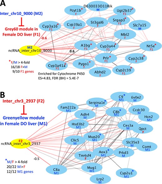 Network maps highlighting negative correlations between sex-specific lncRNAs (yellow) and sex-specific protein-coding gene modules (genes shown in blue) (see Table 2). Shown are network maps drawn using Cytoscape (76), with nodes used to denote genes and edges used to denote correlations between genes. The thickness of the edges indicates the correlation strength between genes. Pairwise Pearson correlation values that are negative are shown as red edges; those that are positive are shown as black edges. (A) lncRNA inter_chr10_9000 is a male class 2 (M2) lncRNA that correlates negatively with the Grey60 gene module in female DO liver. That module is significantly enriched for female hypox class 1 genes (F1) and in female-specific genes showing a female-to-male expression ratio >4 (red asterisks). (B) LncRNA inter_chr3_2937 is a female class 2 (F2) lncRNA that correlates negatively with the greenyellow gene module in female DO liver. That module is significantly enriched for male hypox class 1 genes (M1). Sex-specific genes that did not fall clearly into one of the four hypox-response classes are marked F (female-specific gene) or M (male-specific gene). BH, Benjamini-Hochberg; chr, chromosome; ES, enrichment score; inter, intergenic; ncRNA, noncoding RNA.