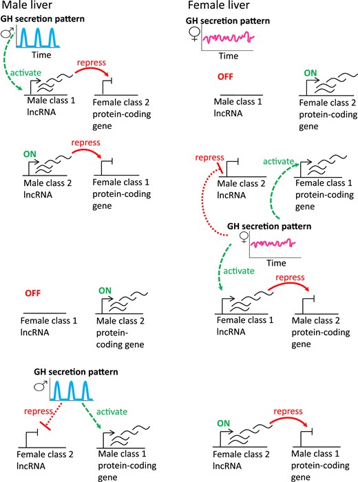 Schematic diagram of the eight proposed scenarios for negative regulation by sex-specific lncRNAs. (Left) Gene regulatory mechanisms in male liver. The male, pulsatile plasma GH pattern activates male class 1 lncRNAs in male liver, which, in turn, are proposed to repress female class 2 protein-coding genes in male liver (first row). Similarly, male class 2 lncRNAs, which are constitutively expressed in male liver, are proposed to repress female class 1 protein-coding genes in male liver (second row). Female class 1 lncRNAs are constitutively off in male liver and therefore cannot repress male class 2 protein-coding genes (third row). Female class 2 lncRNAs, whose expression is repressed by plasma GH pulses in male liver, therefore cannot repress male class 1 protein-coding genes (fourth row). (Right) Gene regulatory mechanisms in female liver. In the absence of GH pulses, male class 1 lncRNAs are constitutively off in female liver and thus cannot repress female class 2 protein-coding genes (top row). Male class 2 lncRNAs are repressed by the female plasma GH pattern and therefore cannot repress female class 1 protein-coding genes (second row). In addition, the persistent plasma GH pattern in female liver activates female class 1 genes, including female class 1 lncRNA genes, which are proposed to repress male class 2 protein-coding genes (third row). Female class 2 lncRNAs are constitutively on in female liver and can therefore repress male class 1 protein-coding genes (fourth row). The inverse regulatory relationship between class 1 sex-specific lncRNAs and class 2 sex-specific protein coding genes shown here is consistent with the effects of hypox on both classes of sex-specific genes. For example, hypox of male mice, which abolishes the GH pulse regulatory circuit diagrammed on the left, downregulates class 1 male lncRNAs and upregulates (i.e., derepresses) female class 2 protein coding genes in male liver. That derepression is proposed to involve the loss of the male class 1 lncRNAs required for female class 2 protein-coding gene repression. Hypox of female mice, which abolishes the persistent GH regulatory circuit diagrammed on the right, downregulates class 1 female lncRNAs and upregulates (derepresses) male class 2 protein coding genes in female liver.