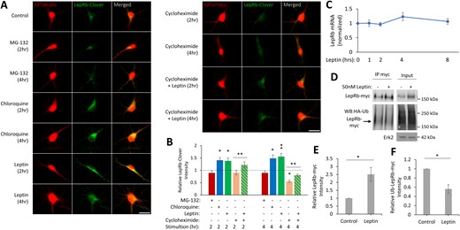 Leptin stimulation increases LepRb expression. (A) Representative fluorescent images of hippocampal cultures expressing tdTomato and LepRb-Clover. Cultures were stimulated with MG-132 (50 µM), chloroquine (50 µM), leptin (50 nM), cycloheximide (20 µM), or a combination of cycloheximide and leptin the next day for 2 h or 4 h and then fixed and imaged. Original scale bars, 25 µm. (B) Quantification of LepRb-Clover intensity normalized to control condition (dotted line; n = 30 to 49 neurons). The experiment was repeated in three independent hippocampal culture preparations. (C) qRT-PCR analysis of LEPRB mRNA levels in hippocampal neurons treated with leptin (50 nM). LEPRB transcript levels were normalized to GAPDH. (D) Representative Western blot (WB) of HEK293T cells expressing LepRb-myc and HA-Ub. Cells were treated with leptin (50 nM, 4 h) and lysed with lysis buffer containing a deubiquitinating enzyme inhibitor (PR-619; 25 μM), and LepRb-myc was immunoprecipitated. (E and F) Quantification of total (E) LepRb-myc intensity in the input lane normalized to Erk2 intensity or (F) ubiquitinated LepRb-myc intensity in the IP lane normalized to total LepRb-myc intensity in the same lane (n = 4). All experiments were repeated in three independent culture preparations and presented as the means ± SEM. *P < 0.05, **P < 0.01 compared with control.