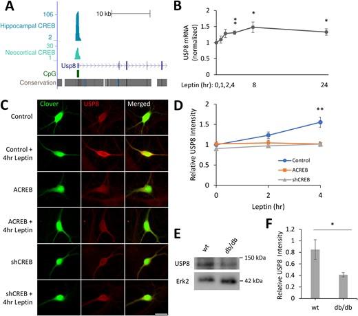 Leptin induces USP8 gene transcription. (A) The University of California, Santa Cruz, genome browser tracks show hippocampal CREB ChIP-Seq, embryonic cortical neuron CREB ChIP-Seq (Neocortical CREB) data relative to Reference Sequence genes, and CpG islands (green). (B) qRT-PCR analysis of USP8 mRNA levels in hippocampal neurons treated with leptin (50 nM). USP8 transcript levels were normalized to GAPDH. (C) Representative fluorescent images of hippocampal neurons expressing Clover, stimulated with leptin (50 nM), and immunostained for USP8. Original scale bar, 25 µm. (D) Quantification of USP8 integrated signal density normalized to control condition (n = 30 neurons). (E) Representative Western blot of P10 wild-type (wt) and db/db mice hippocampal protein extracts. (F) Quantification of USP8 intensity normalized to Erk2 intensity (wt: n = 4; db/db: n = 5). All experiments were repeated in three independent culture preparations and presented as the means ± SEM. *P < 0.05, **P < 0.01 compared with control.