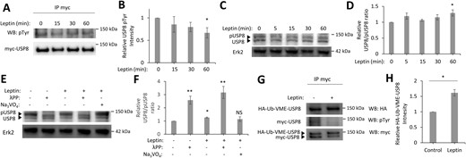 Leptin stimulation decreases USP8 pTyr. (A) Representative Western blot of myc-USP8 immunoprecipitated from HEK293T cells expressing myc-USP8 and stimulated with leptin (50 nM). (B) Quantification of myc-USP8 pTyr normalized to total myc-USP8 (n = 3). (C) Representative Western blot of hippocampal neurons treated with leptin (50 nM). (D) Quantification of the ratio of the active non-pUSP8 (bottom band) to the nonactive pUSP8 (top band), normalized to control condition (n = 3). (E) Representative Western blot from hippocampal neurons treated with leptin (50 nM) or leptin and Na3VO4 (1 mM) for 1 h. Designated lysates were treated with λ protein phosphatase (λPP) for 1 h at 30°C. (F) Quantification of the ratio of the active non-pUSP8 (bottom band) to the nonactive pUSP8 (top band), normalized to control condition (n = 3). (G) Representative Western blot of myc-USP8 immunoprecipitated from hippocampal neurons expressing myc-USP8 and treated with leptin (50 nM, 1 h). Immunoprecipitated myc-USP8 was incubated with HA-Ub-VME (1 µM) for 1 h at 37°C. (H) Quantification of HA-Ub-VME-USP8 intensity normalized to total myc-USP8 intensity in the same lane (n = 4). All experiments were repeated in three independent culture preparations and presented as the means ± SEM. *P < 0.05, **P < 0.01 compared with control condition. NS, not significant.
