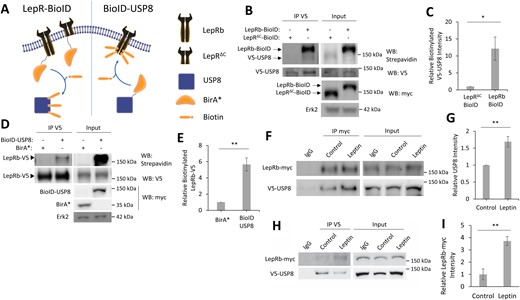 USP8 is in a complex with LepRb. (A) Diagram of BioID experiment. (B) Representative Western blot of V5-USP8 immunoprecipitated from HEK293T cells expressing the designated BioID constructs and V5-USP8. Biotin (50 μM) was added at time of transfection. (C) Quantification of IP biotinylated V5-USP8 normalized to total V5-USP8 in the same lane (n = 3). (D) Representative Western blot of LepRb-V5 immunoprecipitated from HEK293T cells expressing either BirA* or BioID-USP8 and LepRb-V5. Biotin (50 μM) was added at time of transfection. (E) Quantification of IP biotinylated LepRb-V5 normalized to total LepRb-V5 in the same lane (n = 3). (F–H) Representative Western blot of HEK293T cells expressing LepRb-myc and V5-USP8. Anti-IgG, (F) anti-myc, and (H) anti-V5 antibody-linked magnetic beads were used to coimmunoprecipitate LepRb-myc and V5-USP8 ± leptin stimulation (50 nM, 4 h). (G and I) Quantification of (G) coimmunoprecipitated V5-USP8 intensity normalized to LepRb-myc intensity and (I) coimmunoprecipitated LepRb-myc intensity normalized to V5-UPS8 intensity in the same lane (n = 3). All experiments were repeated in three independent culture preparations and presented as the means ± SEM. *P < 0.05, **P < 0.01 compared with control.