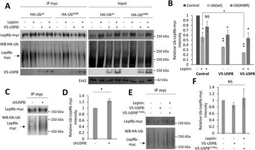 USP8 deubiquitinates LepRb. (A) Representative Western blot of LepR-myc immunoprecipitated from HEK293T cells expressing LepRb-myc, HA-Ubwt, or HA-UbK48R and V5-USP8 ± leptin stimulation (50 nM, 4 h). (B) Quantification of IP Ubwt-LepRb-myc and UbK48R-LepRb-myc intensities normalized to total LepRb-myc in the same lane (n = 4). (C) Representative Western blot of LepR-myc immunoprecipitated from HEK293T cells expressing LepRb-myc, HA-Ubwt, and shUSP8. (D) Quantification of IP Ubwt-LepRb-myc intensity normalized to total LepRb-myc in the same lane (n = 3). (E) Representative Western blot of LepR-myc immunoprecipitated from HEK293T cells expressing LepRb-myc, HA-Ubwt, and V5-USP8C749A ± leptin stimulation (50 nM, 4 h). (F) Quantification of IP Ubwt-LepRb-myc intensity normalized to total LepRb-myc in the same lane (n = 3). All experiments were repeated in three independent culture preparations and presented as the means ± SEM. *P < 0.05, **P < 0.01 compared with control. NS, not significant; wt, wild type.