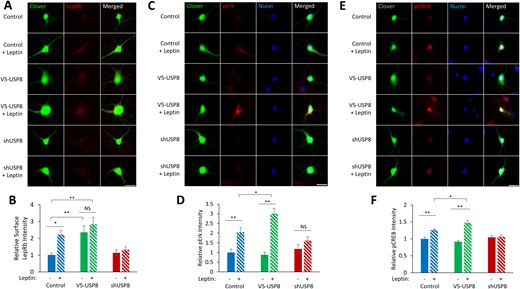 USP8 increases surface expression of LepRb and enhances leptin-stimulated signaling cascade activation. (A) Representative fluorescent images of hippocampal neurons expressing Clover, Flag-LepRb, and either V5-USP8 or shUSP8 ± leptin stimulation (50 nM, 4 h). Cultures were live immunostained for surface Flag-LepRb. (B) Quantification of the Flag-LepRb integrated signal density normalized to control condition (n = 28 to 30 neurons). (C and E) Representative fluorescent images of hippocampal neurons expressing Clover and either V5-USP8 or shUSP8 ± leptin stimulation (50 nM, 15 min). Neurons were immunostained for (C) pErk or (E) pCREB. (D and F) Quantification of the (D) pErk integrated signal density or the (F) pCREB integrated signal density normalized to control condition (n = 30 neurons). All experiments were repeated in three independent culture preparations and presented as the means ± SEM. *P < 0.05, **P < 0.01. Original scale bars, 25 µm.