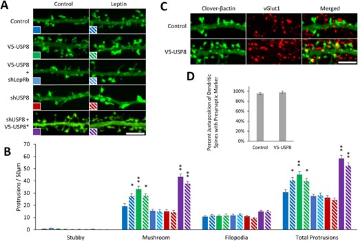 USP8 regulates dendritic spine formation in hippocampal neurons. (A–D) DIV6 hippocampal neurons were transfected with a fluorescent Clover-β-actin and the indicated constructs. Neurons were stimulated with leptin (50 nM) on DIV8 and fixed on DIV11 to DIV12 for spine density and presynaptic and postsynaptic juxtaposition experiments. (A) Representative fluorescent images of dendrite segments. Dendritic spine density was measured by hand using ImageJ with the NeuronJ plugin. (B) Quantification of dendritic spine density (n = 15 neurons). (C) Representative fluorescent images of hippocampal cultures immunostained for the presynaptic marker vGlut1. (D) Quantification of juxtaposition of dendritic spines and vGlut1 puncta averaged from 50 to 75 spines from 10 neurons. All experiments were repeated in three independent culture preparations and presented as the means ± SEM. *P < 0.05, **P < 0.01 compared with control. Original scale bars, 5 µm.