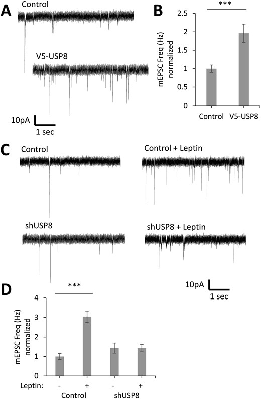 USP8 regulates synapse formation in hippocampal neurons. (A–D) DIV6 hippocampal neurons were transfected with a fluorescent Clover-β-actin and the indicated constructs. Neurons were stimulated with leptin (50 nM) on DIV8, and electrophysiological recordings were performed on DIV11 to -12. (A and C) Representative electrophysiological recordings. (B and D) Quantification of mEPSC frequency (Hz) normalized to control condition (control: n = 29; V5-USP8: n = 31; control + leptin: n = 35; shUSP8: n = 29; shUSP8 + leptin: n = 30). All experiments were repeated in three independent culture preparations and presented as the means ± SE. ***P < 0.001 compared with control.