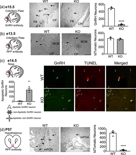 GnRH neurons in Six6KO mice are lost to apoptosis at e14.5. Diagrams at left are of embryonic heads or adult coronal sections; red boxes indicate the region shown in the corresponding micrographs. (a) IHC with anti-GnRH antibody at e15.5 in Six6KO mice (n = 3). Scale bar, 20 µm. Arrows indicate GnRH-stained neurons. Graph at right shows numbers of GnRH neurons in the entire head of each embryo, counted blind. (b) IHC with anti–red fluorescent protein (RFP) antibody in Six6KO/RosatdTomato/GnRHcre embryos at e13.5 (n = 4). Scale bar, 20 µm. Graph at right shows average numbers of tdTomato neurons in the entire head of each embryo. (c) Number of GnRH neurons that costain with TUNEL quantified from IHC with anti-GnRH antibody and TUNEL assay in Six6KO mice at e14.5 (n = 3). Arrows indicate apoptotic neurons costained for TUNEL and GnRH. (d) Number of tdTomato+ neurons in the medial preoptic area (mPOA) quantified from IHC with anti-RFP antibody in Six6KO/RosatdTomato/GnRHcre mice at P57 (n = 4). Arrows indicate tdTomato+ neurons. Scale bar, 100 μm. (a–d) Statistical analysis by Student t test as compared with control mice. Abbreviations: CP, cribriform plate; FB, forebrain; MOB, main olfactory bulb. **P < 0.01; ****P < 0.0001.