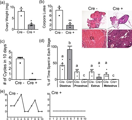 Six6flox/flox/LHRHcre female mice are hypogonadal and have noncyclic estrous cycles. (a) Ovarian weights of Six6flox/flox (Cre−) and Six6flox/flox/LHRHcre (Cre+) females (n = 3). (b) Number of corpora lutea in Cre− and Cre+ mice (n = 3) with images of hematoxylin and eosin–stained ovaries. Scale bar, 100 µm. (c) Estrous cycle was monitored daily in Cre− and Cre+ mice. The number of complete cycles in 10 days was recorded (n = 5). (a–c) Data were analyzed by Student t test as compared with control. *P < 0.05; **P < 0.01. (d) The number of days spent in each stage of the estrous cycle was recorded (n = 5). Scale bar, 1 cm. Different letters indicate statistical difference by two-way ANOVA followed by Tukey post hoc test. (e) Representative cycles from one Cre− and one Cre+ mouse. Abbreviations: CL, corpora lutea; D, diestrus; E, estrus; M, metestrus; P, proestrus.
