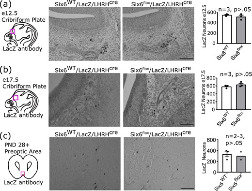Lineage tracing in Six6flox/flox/RosaLacZ/LHRHcre mice identifies a lack of GnRH expression in GnRH neurons. Lineage tracing labels GnRH neurons with LacZ such that they can be identified regardless of continued GnRH expression. Comparison between Six6WT/RosaLacZ/LHRHcre and Six6flox/flox/RosaLacZ/LHRHcre mice. Tracing conducted using LacZ to mark GnRH neurons regardless of continued GnRH expression shows LacZ-positive GnRH neurons at (a) e12.5, (b) e17.5, and (c) postnatal days 28 to 112. Scale bar, 100 µm.