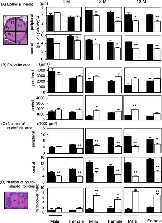 Measurements of (A) epithelial height, (B) follicular area, and (C) numbers of nuclei per unit area. The thyroid glands removed in Fig. 2 (n = 3 or 4 for each group) were used for the measurements. The black and white bars indicate the control and Atg5thyr-KO/KO mice, respectively. (A) The diagram on the left shows measurements of epithelial height, with Lf and Lc representing the lengths of follicle and colloid, respectively, and Wc and Wf representing the widths of follicle and colloid, respectively (33). (D) Representative photo on the left shows gourd-shaped follicles. Data are means ± SE. *P < 0.05; **P < 0.01. M, months.