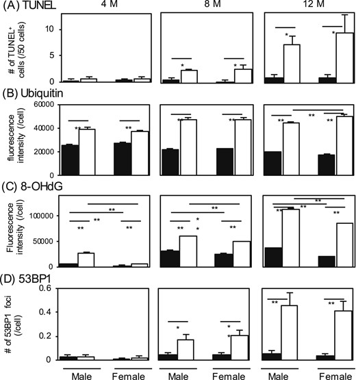 Measurements of (A) TUNEL-positive thyrocytes, (B and C) fluorescence intensities of ubiquitin and 8-OHdG, and (D) number of 53BP1 foci. The thyroid glands removed in Fig. 2 (n = 3 or 4 for each group) were used for staining and measurements. The black and white bars indicate the control and Atg5thyr-KO/KO mice, respectively. Data are means ± SE. *P < 0.05; **P < 0.01 compared with controls. M, months.