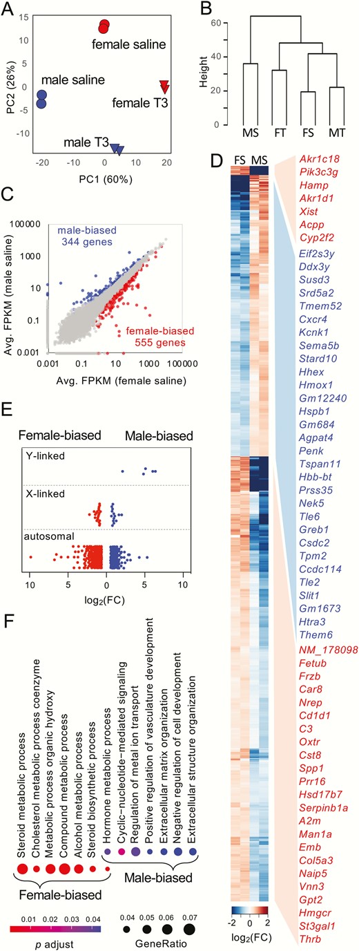 青春期前性二型肾上腺转录体。（A） 男性和女性T3/生理盐水治疗表达模式的主成分分析。（B） 所有8个样本的层次聚类。缩写：MS，雄性生理盐水；FT，女性T3；FS，雌性生理盐水；MT，男T3。（C） 散点图显示了盐处理组中不同性别的差异表达基因。（D） 盐处理组中男性偏倚基因（344个基因）和女性偏倚的基因（555个基因）的聚类热图。右边列出了每种性别前30个性别偏见基因（红色表示女性偏见基因；蓝色表示男性偏见基因），并根据折叠变化（FC）进行排序。仅列出平均FPKM大于10的基因。请注意，女性偏爱基因分为两组。（E） 344个雄性成虫基因和555个雌性成虫基因的染色体分布。（F） 雄性和雌性成虫基因顶端生物过程的GO富集分析。