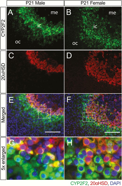 CYP2F2和20αHSD的部分共定位。（A和B）CYP2F2的表达（绿色）。（C和D）20αHSD的表达（红色）。（E和F）将CYP2F2和20αHSD的图像与DAPI（蓝色，细胞核）合并。（G和H）显示CYP2F2（+）的放大图像；20αHSD（-）区和CYP2F2（+）；20αHSD（+）X区；缩写：ic，内皮层；我，髓质；oc，外皮层。比例尺，100μm。
