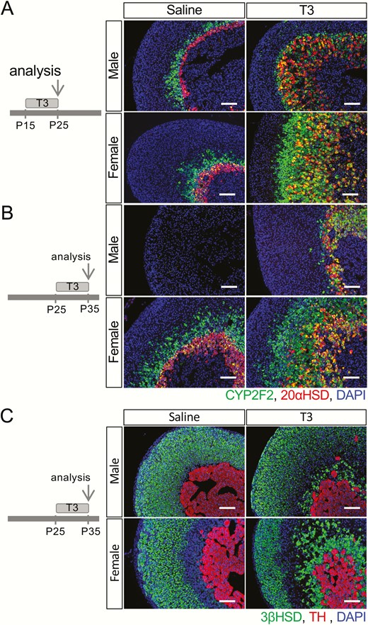 T3对内部皮层命运的影响。左侧显示了用T3或生理盐水治疗小鼠的周期和分析日期。（A） 在P25，为期10天的T3治疗导致内皮层扩张。（B） 在P35，为期10天的T3治疗延长了雄性大鼠内皮层的存在时间，并导致两性大鼠内皮质的扩张。（C） 如果检查3βHSD（+）细胞和酪氨酸羟化酶（+）的组织学分布，T3介导的反应的性别差异不太显著。DAPI（蓝色）标记细胞核。比例尺，100μm。