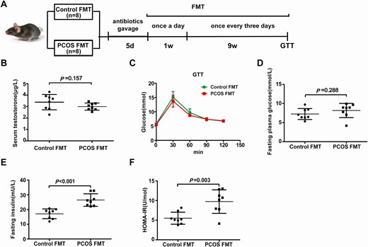 Effects of PCOS fecal microbiota transplantation on the disruption of insulin sensitivity. Mice transplanted with stool suspensions from healthy controls and women with PCOS were defined as the control-FMT and PCOS-FMT groups, respectively. After treatment with an antibiotic cocktail (20 mg/mL vancomycin, 40 mg/mL neomycin sulfate, 40 mg/mL metronidazole, 40 mg/mL ampicillin intragastrically once daily) for 5 days, the mice were orally gavaged with stool suspensions once a day for 1 week and once every 3 days for 9 weeks (control-FMT: 8; PCOS-FMT: 8). (A) Schematic representation of the experimental design. (B) Serum testosterone levels. (C) GTT. (D) Fasting blood glucose. (E) Fasting insulin. (F) HOMA-IR. (B-E) P values were determined by 2-tailed Student t test, and P < 0.05 was considered statistically significant. FMT, fecal microbiota transplantation; GTT, glucose tolerance test; HOMA-IR, homeostasis model assessment for insulin resistance index; PCOS, polycystic ovarian syndrome.