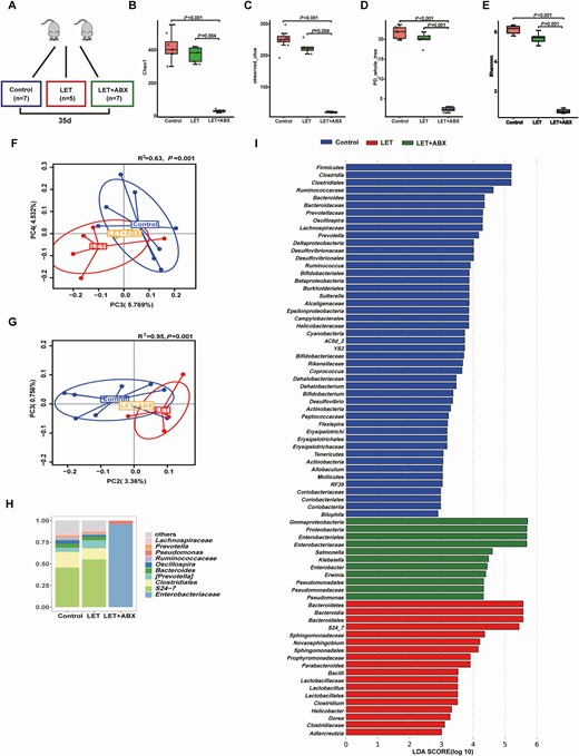 Characteristics of the gut microbiota in PCOS mice after treatment with antibiotic cocktails. Intestinal flora analysis of PCOS model mice after antibiotic treatment (20 mg/mL vancomycin, 40 mg/mL neomycin sulfate, 40 mg/mL metronidazole, 40 mg/mL ampicillin intragastrically once daily) removed the intestinal flora for 35 days (control: 7; LET: 5; LET+ABX: 7). (A) Schematic representation of the above experimental design. (B-E) α-diversity of the microbiota in the feces. Data are presented as the mean ± SEM, P < 0.05, Wilcoxon rank-sum test. (F, G) Two-dimensional plot of PCoA for the microbiota. (H) The gut microbiota average relative abundance of the predominant bacterial taxa at the genus level. (I) Differentially abundant taxa identified using LEfSe analysis, P < 0.05, Kruskal-Wallis rank-sum test. ABX, antibiotic treatment; LET, letrozole; PCoA, principal coordinate analysis; PCOS, polycystic ovarian syndrome; SEM, standard error of the mean.