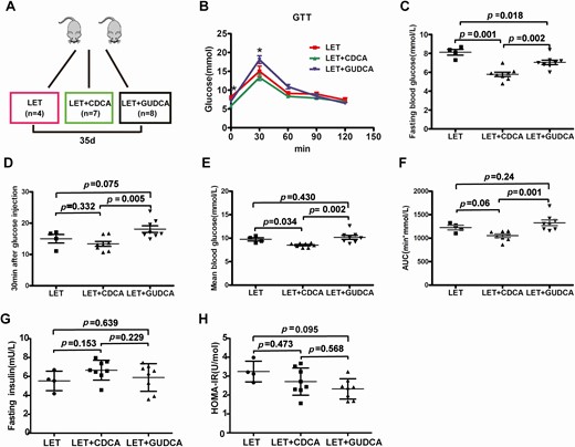 Intestinal FXR plays an important role in glucose metabolism in PCOS model mice. Mice were divided into 3 groups (LET, LET+CDCA, and LET+GUDCA) and were treated for 35 days to explore the effects of intestinal FXR (LET: 4, LET+CDCA: 7, and LET+GUDCA: 8). (A) Schematic representation of the experimental design. (B) GTT. (C) Fasting blood glucose. (D) Thirty minutes after glucose injection. (E) Mean blood glucose. (F) Area under the curve (AUC) of the GTT. (G) Fasting insulin. (H) HOMA-IR. (B-H) P values were determined by 1-way ANOVA with the least significant difference (LSD) multiple comparison post hoc test. P < 0.05 was considered statistically significant. CDCA, chenodeoxycholic acid; FXR, farnesoid X receptor; GTT, glucose tolerance test; GUDCA, glycoursodeoxycholic acid; HOMA-IR, homeostasis model assessment for insulin resistance index; LET, letrozole; PCOS, polycystic ovarian syndrome.