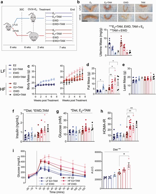 Endocrine therapy promotes weight gain and glucose intolerance in HFHS-fed females. (A) Juvenile wild-type C57Bl/6 mice are fed a low-fat/low-sucrose (LFLS, blue lines) or high-fat/high-sucrose (HFHS, red lines) diet and housed at ~30°C. Mature females are ovariectomized (OVX) and supplemented with estradiol (E2) for 2 weeks. Mice are then randomized to 1 of 4 treatments within each diet group: E2 maintenance (E2), E2 plus tamoxifen (E2+TAM), withdrawal of supplemental E2 (EWD), or tamoxifen alone (TAM). Treatments continue for 7 weeks. (B) Representative images of uteri from 1 mouse in each diet/treatment group. Scale bar is 1 cm; and uterine mass presented as mg/g body mass for each group. Main effects of E2+TAM, EWD, and TAM only treatments (P < .001) by 2-way ANOVA. Main effect of TAM only vs EWD treatment (P < .01). (C) Body mass (grams) of mice in each treatment group beginning at the start of treatment and continuing for 7 weeks: LFLS E2 (n = 8), LFLS E2+TAM (n = 9), LFLS EWD (n = 10), LFLS TAM (n = 5), HFHS E2 (n = 9), HFHS E2+TAM (n = 12), HFHS EWD (n = 9), HFHS TAM (n = 5). For LFLS mice, EWD resulted in greater weight gain over time (P < 0.0001 for time × EWD interaction) but E2+TAM did not, compared with E2 alone. For HFHS mice body weight gain was greater over time with E2+TAM, EWD, and TAM (P = .001, P < .0001, P = .03 respectively); 2 × 3 ANOVA (factors: time, diet, and treatment) with interaction tests determined significance. (D) Fat mass in grams for each group. Fat mass was greater in HFHS mice with E2+TAM and EWD (P < .05; 2-way ANOVA (factors: diet and individual treatment). (E) Lean mass in grams for each group. Sample sizes are the same as for fat mass. (F,G) Serum insulin and glucose were measured in samples taken at sacrifice following a 4-hour fast. Effect of diet on insulin and glucose P < .05. Effect of EWD or TAM only on insulin P < .05. Effect of E2+TAM on glucose P = .02. (H) The homeostatic model assessment of insulin resistance (HOMA-IR) was calculated from fasting insulin and glucose. E2+TAM, EWD, and TAM administration resulted in greater insulin resistance relative to E2 in HFHS (P < .01 for interactions; 2 × 2 ANOVA; factors: diet and individual treatments). (I) Oral glucose tolerance tests were performed, and the glucose excursion is presented as the area under the curve. Both EWD and E2+TAM worsened glucose tolerance in HFHS (P = .04 and P = .06 respectively for the statistical interaction). LFLS E2 (n = 8), LFLS E2+TAM (n = 9), LFLS EWD (n = 10), HFHS E2 (n = 9), HFHS E2+TAM (n = 11), HFHS EWD (n = 9).