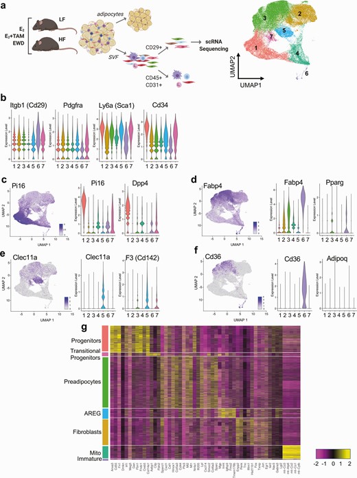 Subcutaneous adipose tissue stromal populations in LFLS- and HFHS-fed females. (A) Study design diagram and FACS workflow prior to single cell RNA sequencing. The UMAP image shows 7 identified clusters using Seurat. (B) Violin plots of previously reported markers of adipocyte precursor populations in each cluster. (C) UMAP and violin plots of Pi16 and Dpp4, denoting progenitors (cluster 1). (D) UMAP and violin plots of Fabp4 and Pparg, denoting preadipocytes (cluster 3). (E) UMAP and violin plots of Clec11a and F3 (Cd142), denoting AREGs (cluster 5). (F) UMAP and violin plots of Cd36 and Adipoq, denoting immature adipocytes (cluster 7). (G) Heatmap of the top 5 nonredundant gene markers for each cluster separated and defined by cluster type.