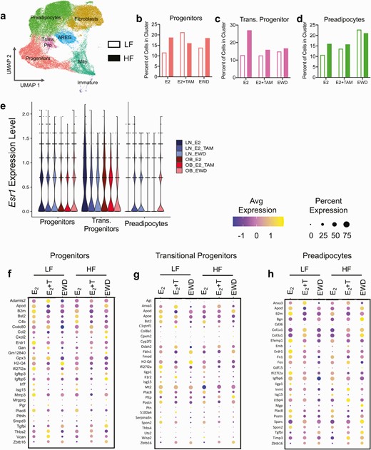 Endocrine therapies have distinct effects on adipose stroma in LFLS and HFHS mice. (A) UMAP showing annotated clusters in LFLS and HFHS mice treated with E2, E2+TAM, or EWD. (B-D) Relative proportions of progenitors (B), transitional progenitors (C), and preadipocytes (D) from LFLS (open bars) and HFHS (filled bars) mice, expressed as the percentage of cells in each group’s cluster divided by the total number of cells per cluster. (E) Violin plots of Esr1 expression in progenitors, transitional progenitors, and preadipocytes in LFLS and HFHS mice under different treatment conditions. (F-H) The top 5 differentially expressed genes in progenitors (F), transitional progenitors (G), and preadipocytes (H) selected based on comparisons between either E2+TAM vs E2 or EWD vs E2 for LFLS- and HFHS-fed mice, and then depicted as dot plots of z-score in each group, showing the average expression and the percent of cells per cluster expressing a given gene.