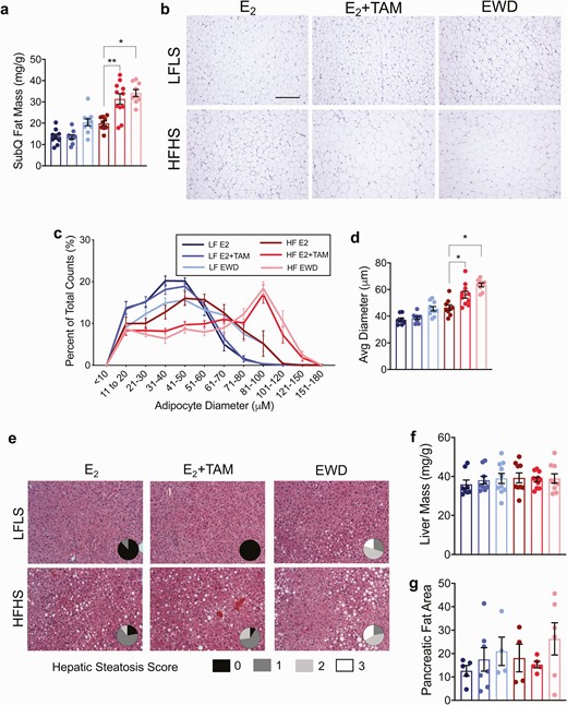 Adipocyte hypertrophy after 7 weeks of endocrine therapy. (A) Subcutaneous fat mass presented as mg/g in mice from each treatment group after 7 weeks of TAM or EWD. There was greater accumulation of fat mass in HFHS mice with both TAM and EWD (P = .002 and P = .01 respectively. Significance represents the statistical interactions from 2 × 2 ANOVA (factors: diet and individual treatments). (B) Representative images of adipocytes from 1 mouse in each diet/treatment group. Scale bar is 500 µm. (C) Adipocyte diameter represented as the proportion of each cell size representative to total cell count. Note the frequency of larger adipocytes in HFHS females after EWD and TAM treatment. (D) Quantification of adipocyte size represented by the mean adipocyte diameter. The average diameter of adipocytes in this depot was greater in HFHS mice treated with TAM and EWD (P = .04 and P = .01 respectively). Significance represents the statistical interactions from 2 × 2 ANOVA (factors: diet and individual treatments). Sample sizes are the same as in C. (E) H&E-stained sections of livers from 1 mouse in each group. Pie chart insets represent quantification of hepatic steatosis severity in each group. Score legend is shown below the H&E images. Sample sizes are the same as in C. (F) liver mass presented as grams per gram body mass. (G) Pancreatic fat was estimated in H&E-stained sections.