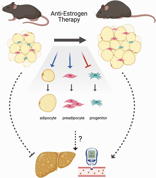Endocrine therapy effects in high fat–fed females. Breast cancer endocrine therapy (tamoxifen treatment or withdrawal of E2) promotes weight and fat gain, adipocyte hypertrophy, and may impair healthy adipose tissue expansion through new adipocyte recruitment leading to higher risk for hepatic steatosis and T2D.