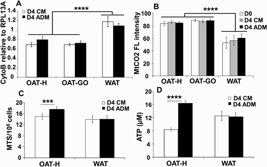 Mitochondria analysis and cellular adenosine 5′-triphosphate (ATP) production of orbital adipose tissue preadipocytes/fibroblasts (OAT-PFs) in adipogenic-medium (ADM)-adipogenesis compared with white adipose tissue (WAT). Confluent PFs from healthy OAT (OAT-H), Graves orbitopathy (OAT-GO), or WAT were cultured in complete medium (CM) or ADM for 4 days. A, DNA extracted from OAT (n = 3) and OAT-GO (n = 3) or WAT-PFs (n = 4) on day 4, relative quantitative polymerase chain reaction of cytochrome b (Cytob, mitochondrial DNA) to RPL13A (reference genomic DNA) was performed. B, Mitochondrial-cytochrome-oxidase (MtCO2) antibody was analyzed by flow cytometry from confluent OAT (n = 4), OAT-GO (n = 4), and WAT-PFs (n = 7) at day 0 in CM or day 4 in CM and ADM, the percentage of flow cytometric (FL) intensity, positive mitochondrial-cytochrome-oxidase (MtCO2) staining, is shown referenced to negative control. C, MTS assay (indicating the production of NAD(P)H and mitochondrial oxidative-phosphorylation (OXPHOS) activity (26)) was performed on PFs from OAT-H (n = 3) and WAT-PFs (n = 4) on day 4 in CM and ADM, 490 nm absorbance normalized by cell number. D, Total level of cellular ATP (luminescent ATP detection assay kit) was measured from OAT-H (n = 7) and WAT-PFs (n = 4) on day 4 in CM and ADM. Histograms = mean ± SEM of all samples studied. T test was used for statistical analysis. ***P less than or equal to .001; ****P less than or equal to .0005.