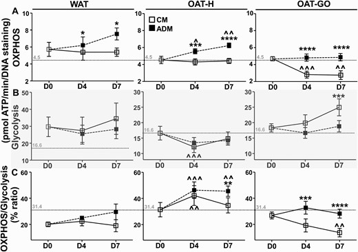 Live adenosine 5′-triphosphate (ATP) production from oxidative-phosphorylation (OXPHOS)/glycolysis in differentiating or nondifferentiating preadipocytes/fibroblasts (PFs) from white adipose tissue (WAT), healthy orbital adipose tissue (OAT-H), and Graves orbitopathy OAT (OAT-GO). Confluent PFs were cultured in 96-well plates, oxygen consumption rate (OCR) as OXPHOS-ATP and extracellular acidification rate (ECAR) as glycolysis-ATP were measured using Mito Stress kit from WAT (n = 4), OAT (n = 8), and OAT-GO (n = 9) using Seahorse analyzer. A, OXPHOS-ATP, and B, glycolysis-ATP were measured as pmol ATP/min on day (D)0 plate in complete culture medium (CM, white square), or after PFs in CM (nondifferentiating) or adipogenic medium (ADM; black square) (differentiating PFs) for 4 or 7 days and referenced to DNA staining. C, Percentage ratio of OXPHOS vs glycolysis on D0, 4, and 7 with CM or ADM condition were presented. Basal day 0 levels of ATP production by OXPHOS (4.5 pmol ATP/min), glycolysis (16.6 pmol ATP/min), and its ratio (31.4%) of PFs from OAT-H are displayed and indicated by dash lines. Histograms = mean ± SEM of all samples studied. Data were normally distributed, a one-way analysis of variance with the Dunnett multiple comparison test or t test was used to compare D4 or D7 time points with D0 (^); or t test was used to compared between CM and ADM on D4 and D7 (*). *P less than .05; **P less than or equal to .01; ***P less than or equal to .005; ****P less than or equal to .0005.