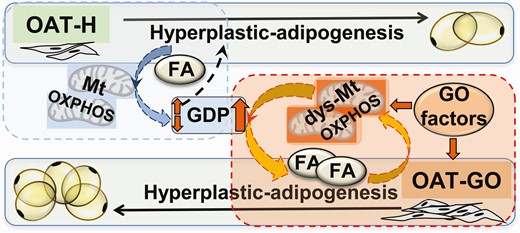 The essential role of mitochondrial oxidative-phosphorylation (OXPHOS) for fatty acid (FA)-uptake–driven adipogenesis in the hyperplastic orbital adipose tissue (OAT) expansion. Our study demonstrated a depot-specific cellular adenosine 5′-triphosphate (ATP) production via mitochondrial-OXPHOS through adipogenesis in OAT preadipocytes/fibroblasts (PFs). Dysfunction of mitochondria (dys-Mt) with disrupted OXPHOS-ATP production was observed in PFs from OAT–Graves orbitopathy (GO) due to GO factors, such as thyrotropin receptor/insulin-like growth factor 1 receptor (TSHR/IGF1R), etc (11, 17, 18, 21, 53-55). Hypothesis: Mitochondrial OXPHOS-ATP production through adipogenesis is important in maintaining OAT stability by forming a beneficial relationship with the available guanosine 5′-diphosphate (GDP) in PFs to maintain a healthy (low) level of proliferation/adipogenesis in healthy (OAT-H, highlighted in dashed blue-square). The pathological fall in OXPHOS-ATP with compensated high level of glycolysis-ATP by GO factors triggered the proliferation of PFs in OAT in GO, and kept low-level mitochondrial-OXPHOS and consequently higher GDP availability driving excessive FA-uptake–driven adipogenesis in OAT in GO (highlighted in red square). Dashed lines indicate proposed mechanism.