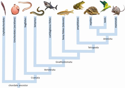 Phylogenetic tree showing the evolutionary relationship between the different groups of chordates mentioned in the text.