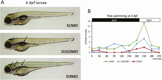 Knockdown of the TH activating (D1+D2) or the inactivating (D3) pathway in developing zebrafish by antisense morpholino (MO). Both knockdown conditions disturb normal development, but the impact of blocking D3 activity is more severe. (A) Larvae at 4 days postfertilization. Arrows point to impact on eye, ear and swim bladder development. (B) Free swimming behavior and reaction to a light pulse at 3 days postfertilization. Abbreviations: D1D2MO: combined injection of dio1- and dio2-blocking MOs, D3MO: injection of dio3b-blocking MO; SCMO: injection of standard control MO.