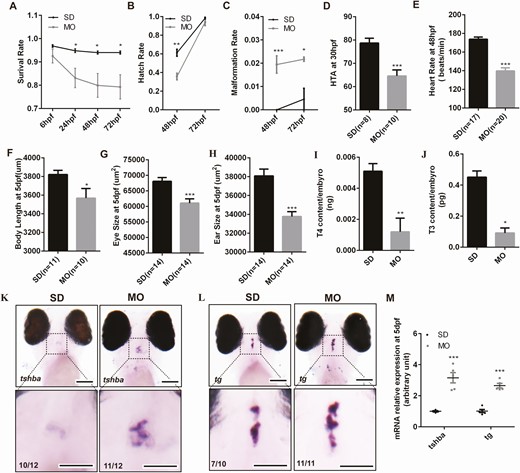 The hypothyroidism phenotypes in zebrafish after duox knockdown by morpholino. The survival rate (A), malformation rate (B), hatch rate (C) between morpholinos (n = 750) and control(n = 600). (D,E) The morphological differences between duox knockdown and control larvae. (D), HTA; (E), heart rate; (F), body length; (G), eye size; (H), ear size; (I,J) thyroid hormone level at 5 dpf larvae by ELISA. Two hundred larvae at 5 dpf for each group were collected in a tube to determine the thyroid hormone level. Each group was in triplicates. (I), T4 level; (J), T3 level; K-M, tsh and tg mRNA expression at 5 dpf between morpholinos and control (K,L) by in situ hybridization and by Q-PCR (M). SD, embryos injected with standard control morpholino. MO, embryos injected with duox morpholino. *P < .05; **P < .01; ***P < .001. Scale bars: 100 μm.