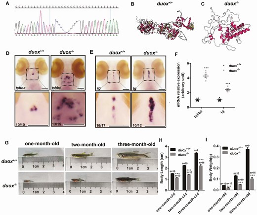 The hypothyroidism phonotype in zebrafish after duox knockout by CRISPR Cas9. (A) A 7 bp deletion mutant line was established verifying by Sanger sequencing. (B,C) Three-dimensional structure of duox protein in WT (B) and duox homozygous mutant line (C). (D-F) tsh and tg mRNA expression at 5 dpf between morpholinos and control by in situ hybridization (D,E) and Q-PCR (F). (G-I) Growth development in duox homozygous mutant and WT (G) including body length (H) and body weight (I). Scale bars: 100 μm.