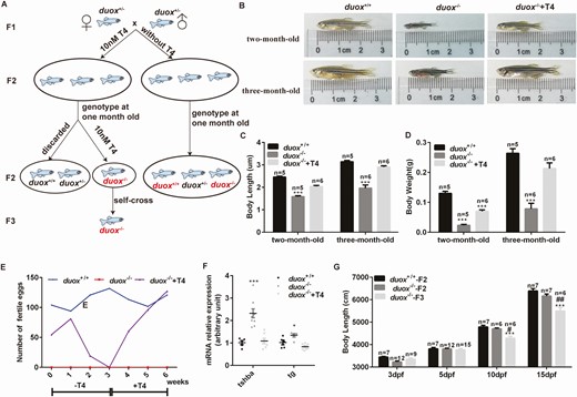 T4 treatment could rescue the phenotype of hypothyroidism in duox–/– mutants. (A) The flow chart of T4 treatment. Embryos from duox heterozygous self-crosslinking were firstly classified into 2 groups. One group embryo (contained wild type, heterozygous, homozygous) was treated with 10 nM T4 at 10 hpf. At 1 month old, all T4 treated zebrafish were genotyped and homozygous mutants were continued with T4 treatment while wildtype and heterozygous were discarded. The other group embryo (contained wildtype, heterozygous, homozygous) was normally raised without T4 and genotyped at 1 month old. Font in red indicates corresponding zebrafish were analyzed and compared. (B-D) body length and body weight were reversed in treated homozygous zebrafish compared with untreated homozygous zebrafish. (E) fertility of duox–/– mutants could also be partially rescued after T4 treatment. T4 treatment should be continued and cannot be stopped over 2 weeks. (F) tsh and tg mRNA expression at 5 dpf by Q-PCR, which showed that the mRNA expression of tsh and tg can be normalized following T4 treatment. (G) body length at different stages. *P < .05, ***P < .001, compared with duox+/+. #P < .05; ##P < .01, compared with duox–/–-F2.