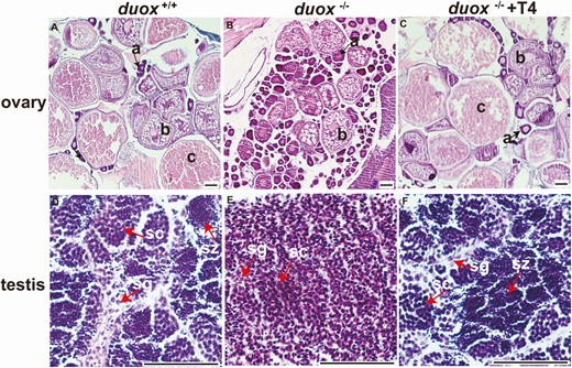Female and male gonads from zebrafish of each group. (A-C) Female ovarian dysmorphology in 4-month-old zebrafish. (A) adult wild-type ovary stained with hematoxylin and eosin, showing oocytes at various stages of development. (B) Oocytes in duox mutants were naive and immature, which only contained primary oocyte and follicular epithelium oocyte, lack of mature oocyte. (C) Ovarian dysmorphology in duox mutants after T4 rescue was similar as wild-type ovary and contained developing and mature oocytes. (D-F) Male testicular dysmorphology in 4-month-old zebrafish. (D) Adult wild-type testis stained with hematoxylin and eosin, showing spermatogenesis at various stages. (E) Testis in duox mutants only contained spermatagonia and spermatocyte, lack of spermatozoa. (F) Testicular dysmorphology in duox mutants after T4 rescue was similar as wild-type testis. a, primary oocyte (arrows); b, follicular epithelium oocyte; c, mature oocyte; sg, spermatagonia; sc, spermatocyte; sz, spermatozoa. (Scale bars: 50 μm for sections of testis; 100 μm for sections of ovaries).