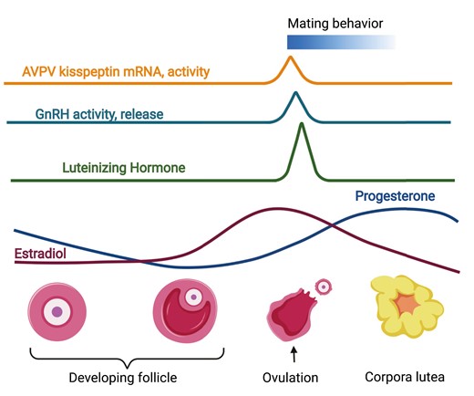 Ovulation is precisely timed to increase the chances of fertilization of the oocyte during its short life span. In most spontaneous ovulating mammals, the timing of ovulation happens shortly after activity onset/wake-up in both diurnal and nocturnal species. This timing of ovulation is thought to increase the chances of fertilization of the oocyte, which only lives 12 to 24 hours. Ovulating at activity onset increases the chances of mating behavior, which occurs during the wake hours. A sophisticated neuroendocrine-ovarian feedback mechanism generates increased estradiol levels, which are required for the LH (luteinizing hormone) surge, which promotes ovulation and female sexual behavior. Estradiol is produced by the maturing follicle, whereas the increase in progesterone is driven by the corpus luteum in the ovary that forms after ovulation. Progesterone is a primary hormone preparing the uterus for implantation and successful pregnancy maintenance. Figure made using BioRender.