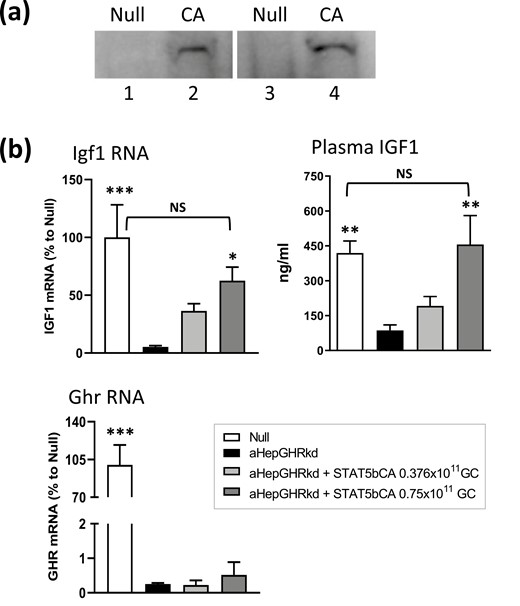 Functional validation of AAV8-STAT5CA in vivo. (A) Nuclear localization of Flag-Tag STAT5CA protein, detected by anti-Flag antibody on a Western blot of nuclear extracts from livers excised from mice 7 days after injection of AAV8-Null (control, lanes 1, 3) or AAV8-STAT5CA (1.5 × 1011 GC, lanes 2, 4). Extracts were prepared from four individual livers. (B) Plasma IGF1 levels and liver Igf1 and GH receptor (Ghr) mRNA levels in male mice, GH receptor floxed control (Null) male mice, or male mice with adult-onset GH receptor knockdown (aHepGHRkd mice), with or without AAV8-STAT5CA treatment at the doses indicated. Values shown are mean ± standard error of the mean for n = 8 mice per group. Significance was evaluated by 1-way ANOVA with Bonferroni multiple comparison correction, implemented in GraphPad Prism. For comparisons to aHepGHRkd (second bar in each set): ***P < 0.001, **P < 0.01, and *P = 0.0595. NS, P > 0.05 for comparisons to Null, indicating restoration of Igf1 RNA and plasma protein.